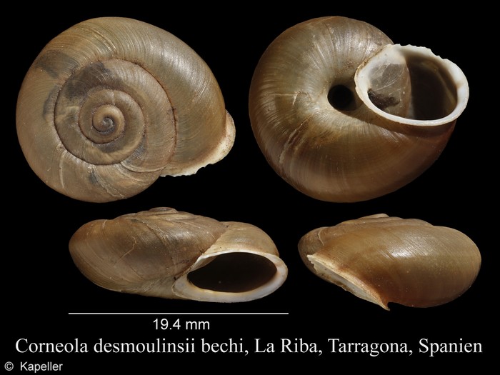 Corneola desmoulinsii Corneola desmoulinsii