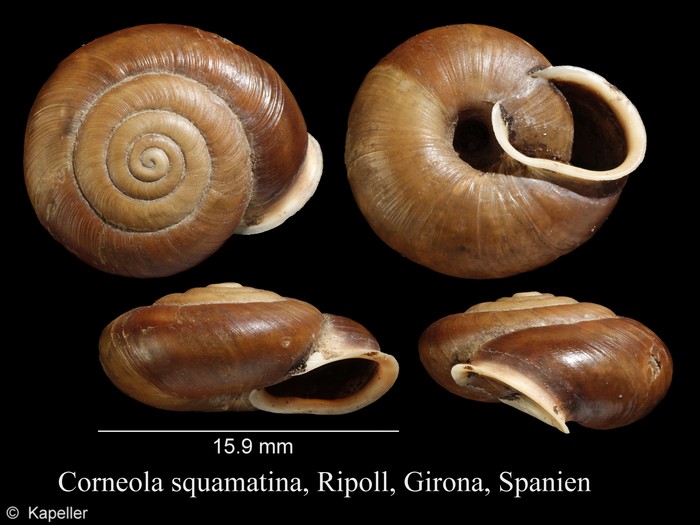 Corneola squamatina Corneola squamatina