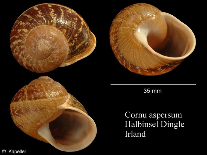 Cornu aspersum