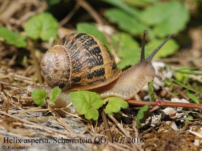 Cornu aspersum