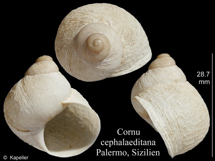 Cornu cephalaeditana