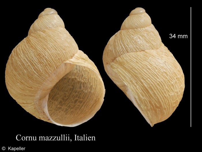 Cornu mazzullii Cornu mazzullii