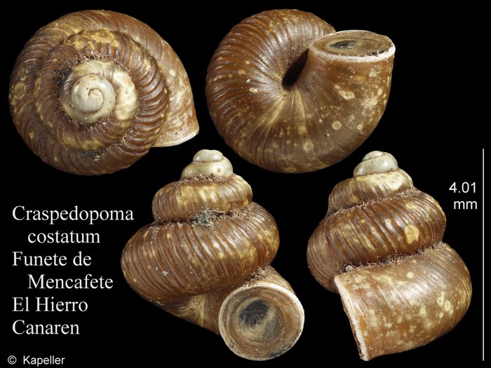 Craspedopoma costatum Craspedopoma costatum