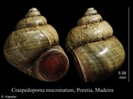 Craspedopoma mucronatum