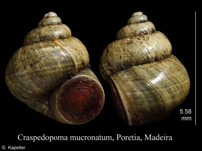 Craspedopoma mucronatum Craspedopoma mucronatum