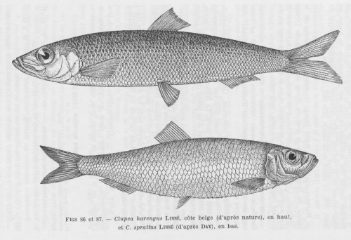 Poll (1947, fig. 086 & 087)