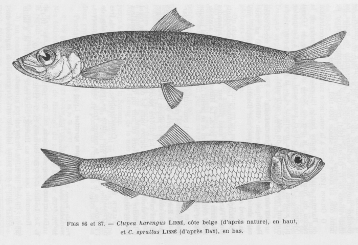 Poll (1947, fig. 086 & 087) Poll (1947, fig. 086 & 087)