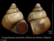 Craspedopoma neritoides