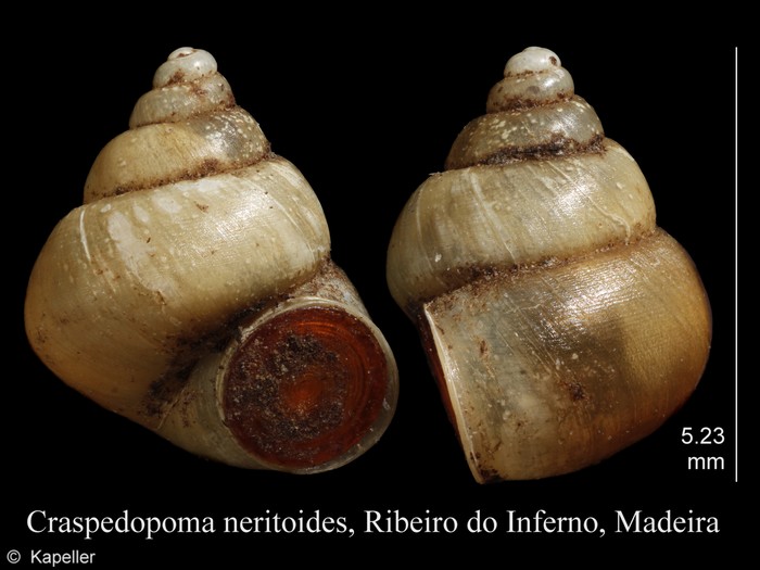 Craspedopoma neritoides Craspedopoma neritoides