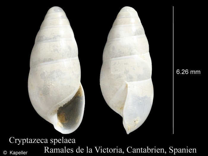 Cryptazeca spelaea