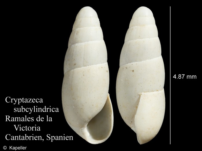Cryptazeca subcylindrica Cryptazeca subcylindrica