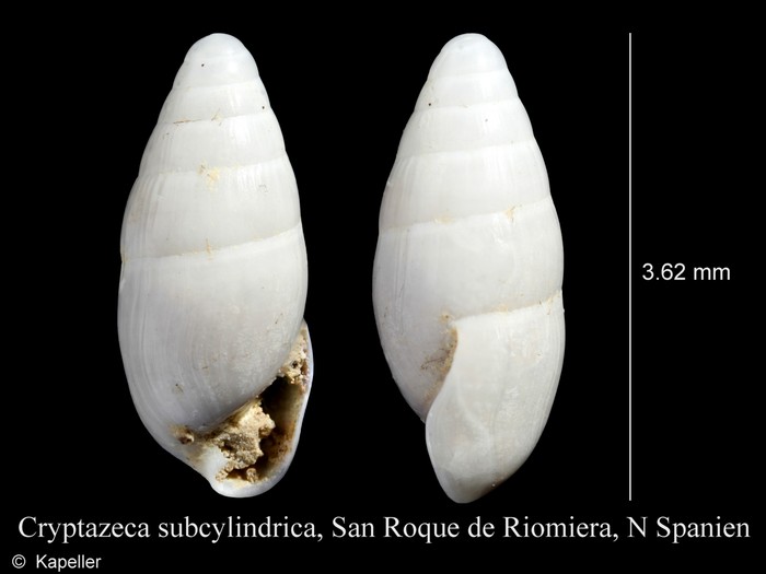 Cryptazeca subcylindrica Cryptazeca subcylindrica