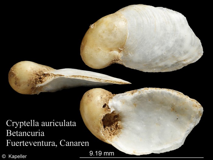 Cryptella auriculata