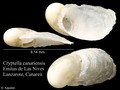 Mollusca (molluscs)