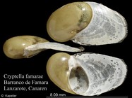 Cryptella famarae