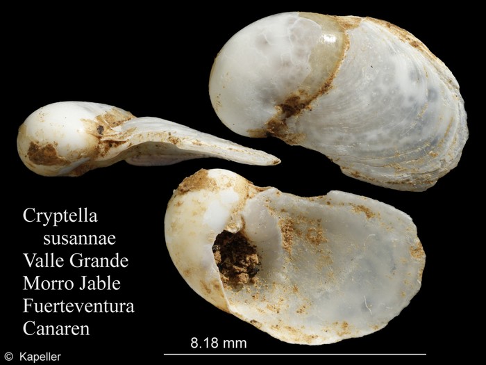 Cryptella susannae Cryptella susannae