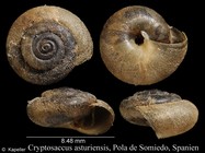 Cryptosaccus asturiensis
