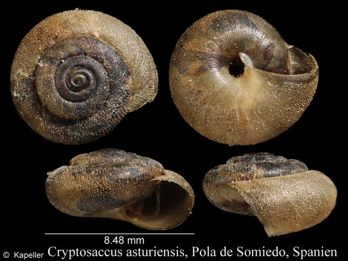 Cryptosaccus asturiensis Cryptosaccus asturiensis