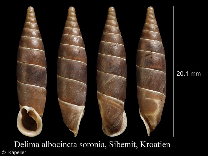 Delima albocincta sororia Delima albocincta sororia