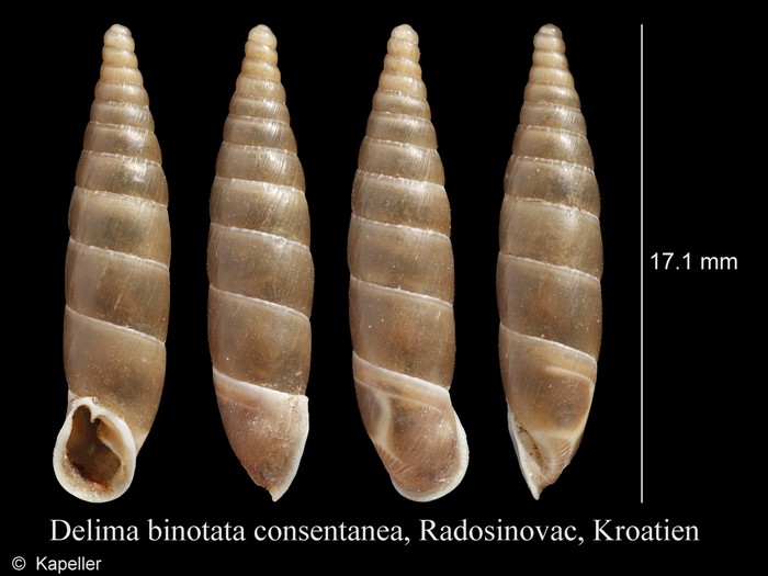 Delima binotata consentanea