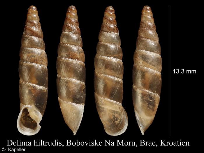 Delima hiltrudis Delima hiltrudis