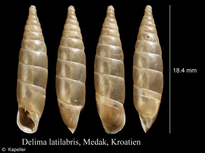 Delima latilabris Delima latilabris