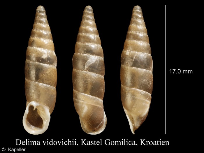 Delima vidovichii Delima vidovichii