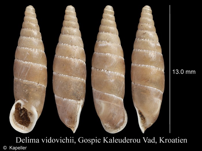 Delima vidovichii Delima vidovichii