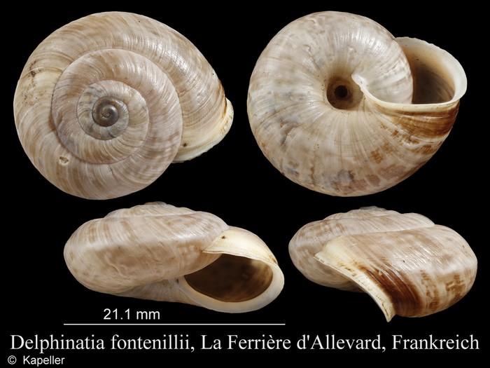 Delphinatia fontenillii