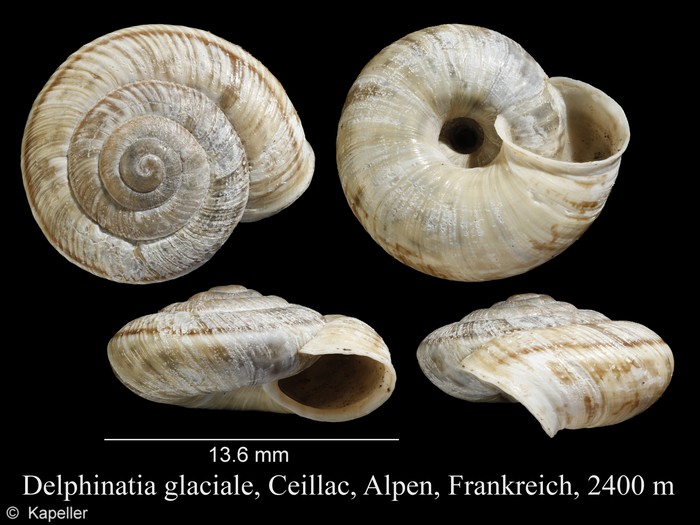 Delphinatia glacialis