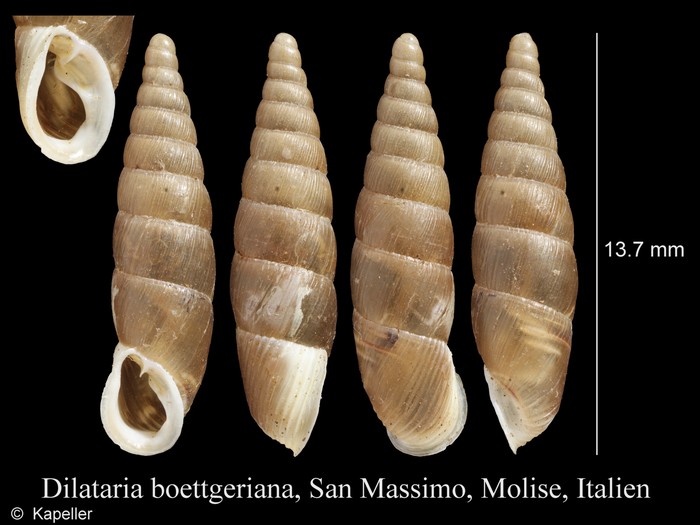 Dilataria boettgeriana Dilataria boettgeriana