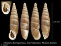 Mollusca (molluscs)