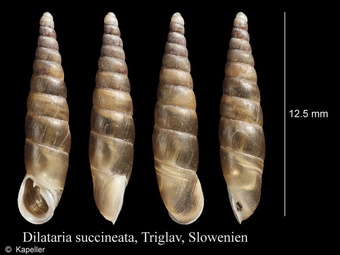 Dilataria succineata