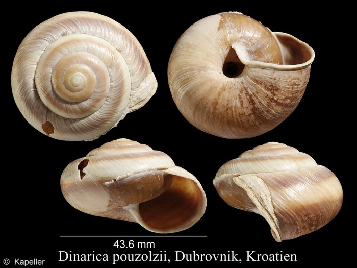 Dinarica pouzolzii