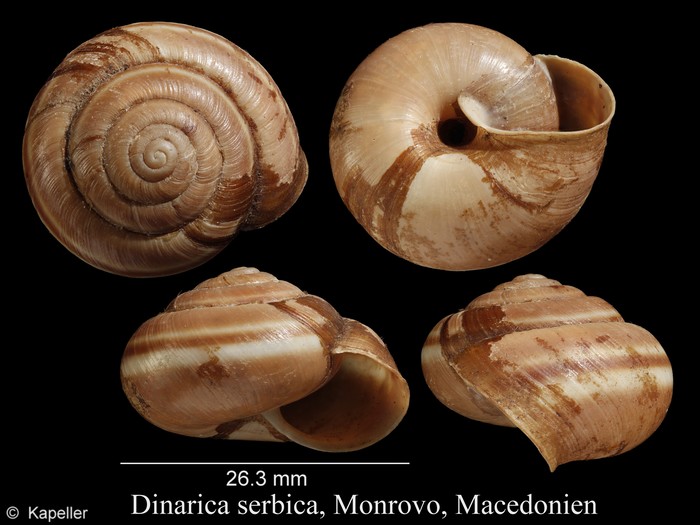 Dinarica serbica