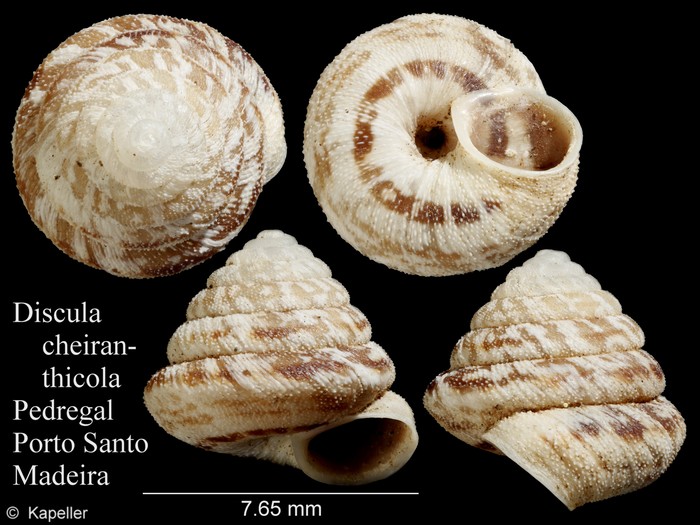 Discula cheiranthicola