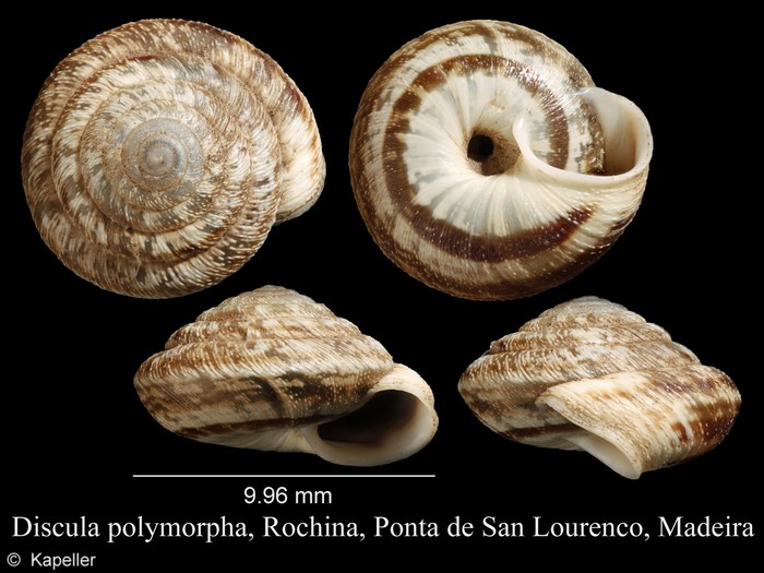 Discula polymorpha