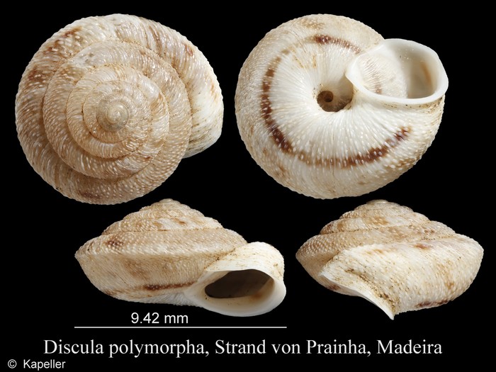 Discula polymorpha