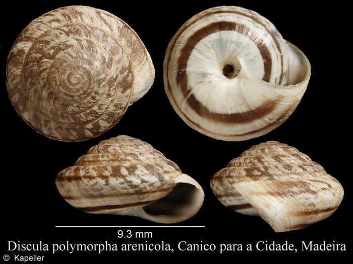 Discula polymorpha arenicola