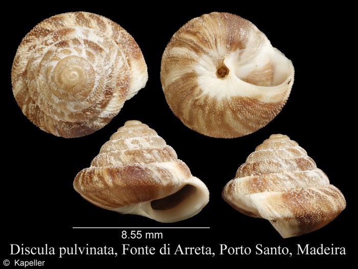 Discula pulvinata