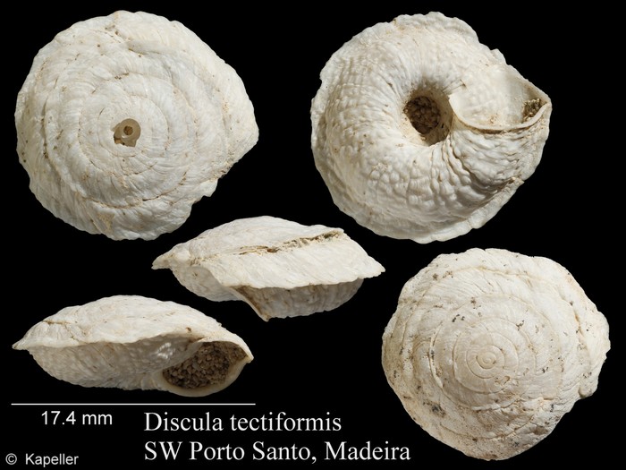 Discula tectiformis