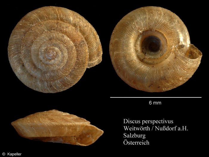 Discus perspectivus