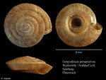 Gonyodiscus perspectivus