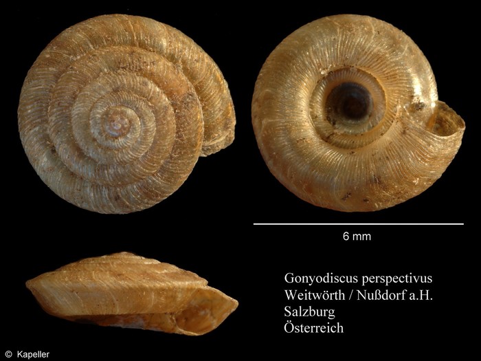 Gonyodiscus perspectivus