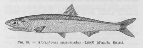 Poll (1947, fig. 093)