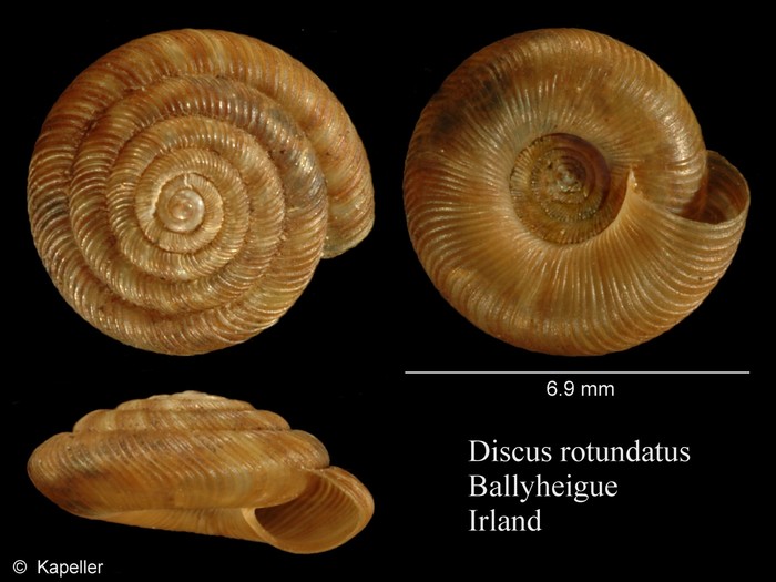 Discus rotundatus