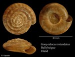 Gonyodiscus rotundatus