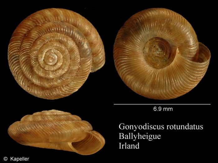 Gonyodiscus rotundatus