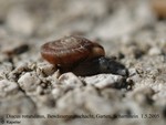 Gonyodiscus rotundatus