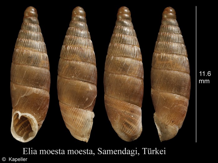 Elia moesta Elia moesta